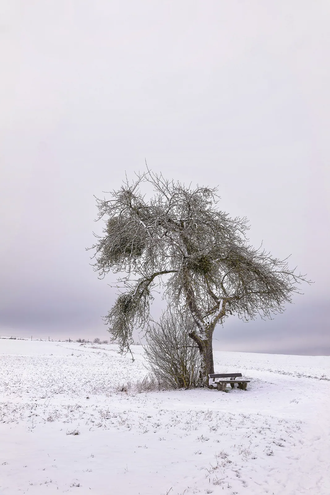 Fine Art Print